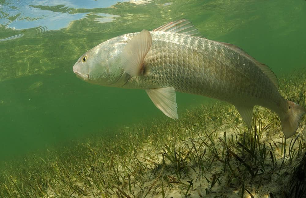 There are some rules for how to catch redfish. 