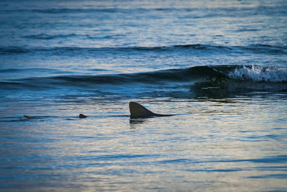 Are there sharks in the Gulf of Mexico?