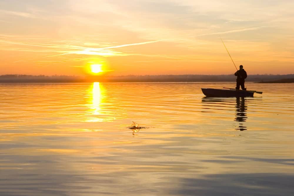 the right bait is important to catch sheepshead