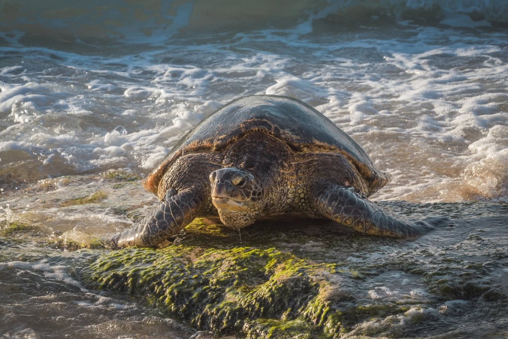 there are many types of sea creatures in corpus christi 