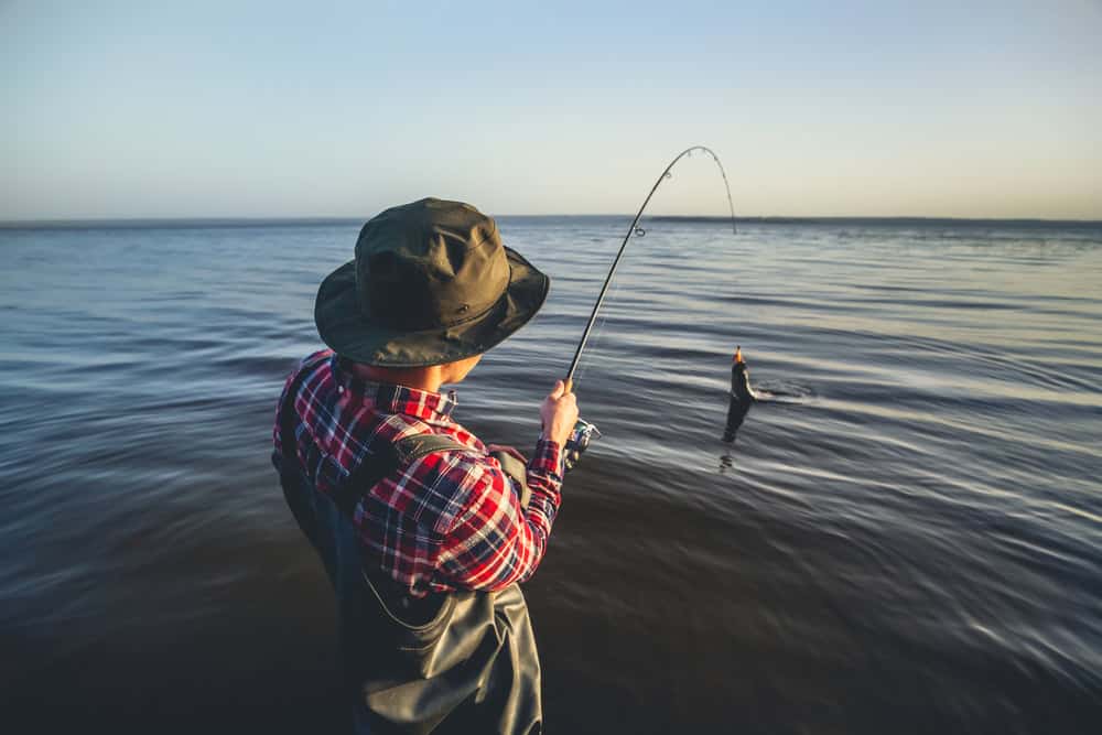 It is important to learn how to catch sheepshead