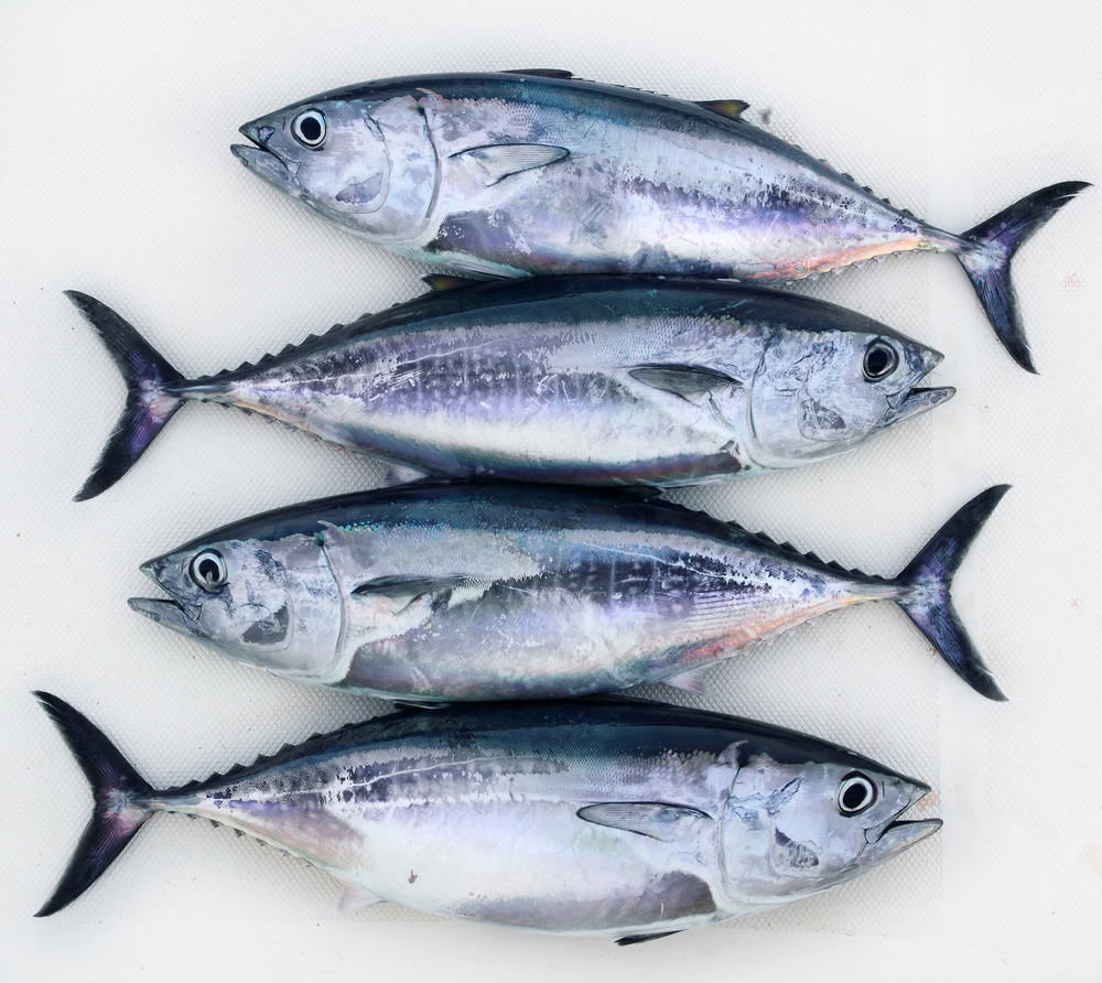 How many tuna fish can you keep in Texas?