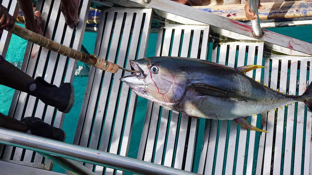 Tuna Fishing in Texas: A Quick Guide