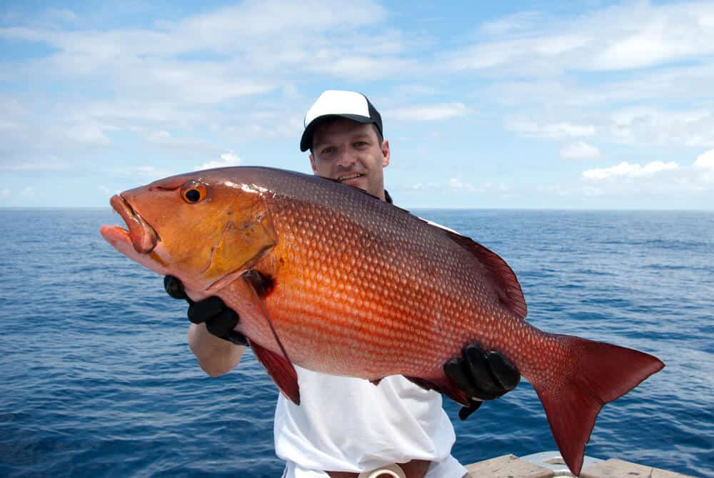 Red snapper are one of gulf of mexico fish species that can be found inshore.