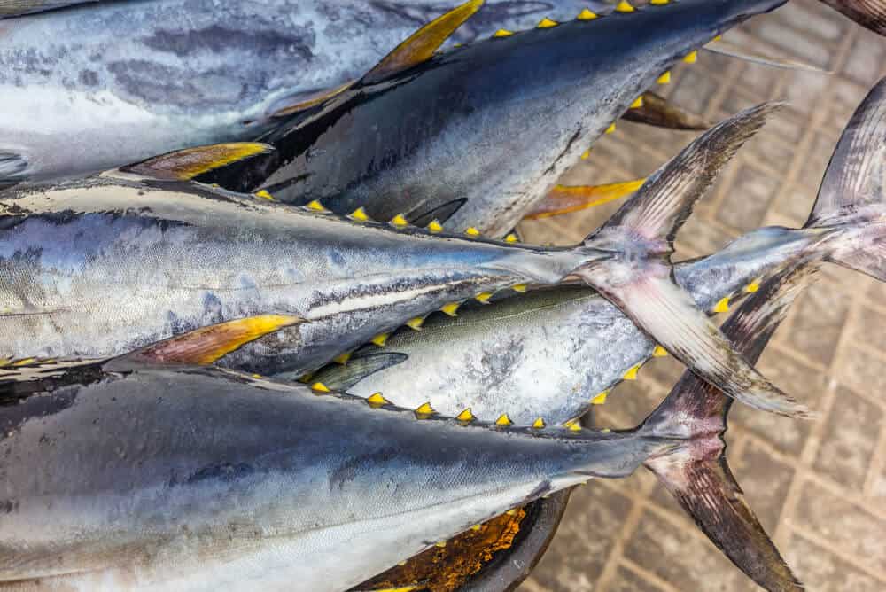 Yellow fin tuna is one of the tastiest fish species in the gulf of mexico. 