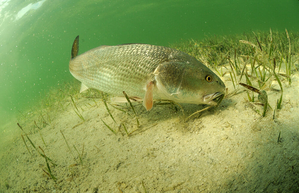 fishing access near corpus christi