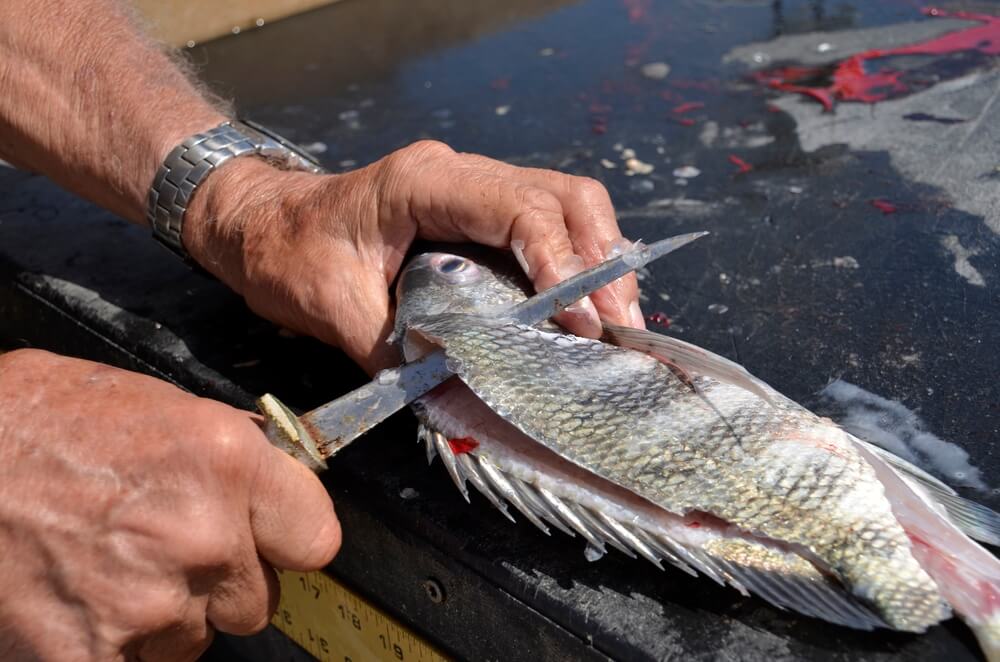 fish cleaning station near corpus christi fishing piers